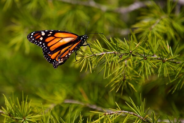 Farfalla tigre su un ramo di abete rosso