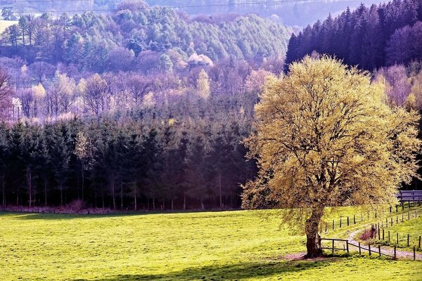 Albero d autunno vicino alla strada sullo sfondo delle montagne