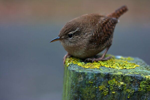 Makroaufnahme Vogel Winter Nesselsucht