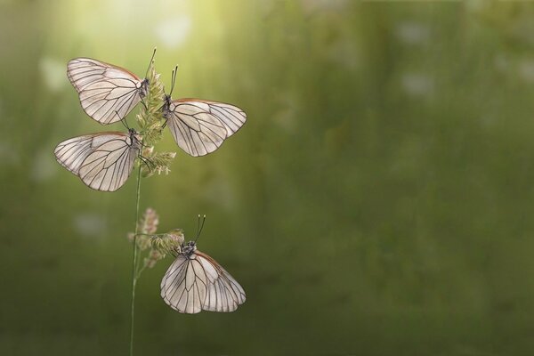 Las mariposas se reunieron en una brizna de hierba