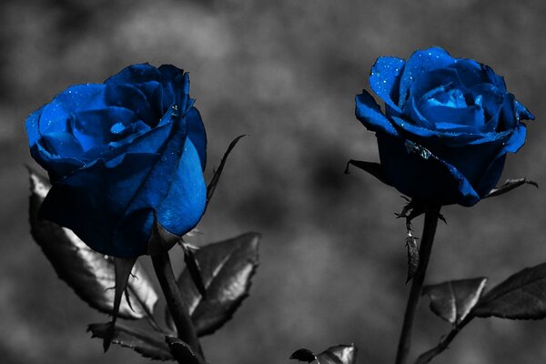 Rosas azules con pétalos negros