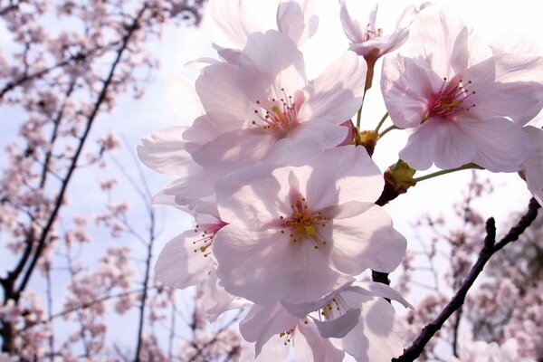 Flowers in spring against the sky