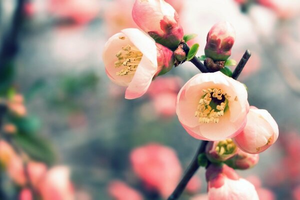 Blooming spring fragrant flowers