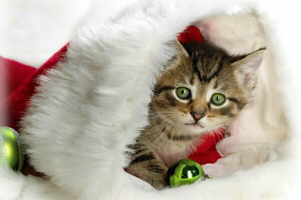 A kitten in a New Year s red hat
