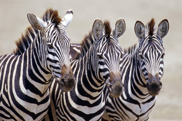 Trzy zebry czarno-białe zwierzęta