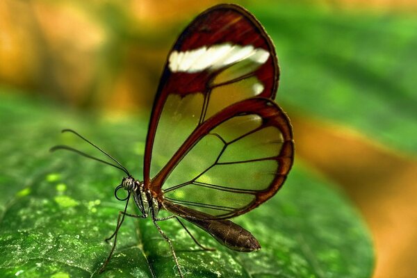 Mariposa mosca de cristal con hermosos patrones en las alas