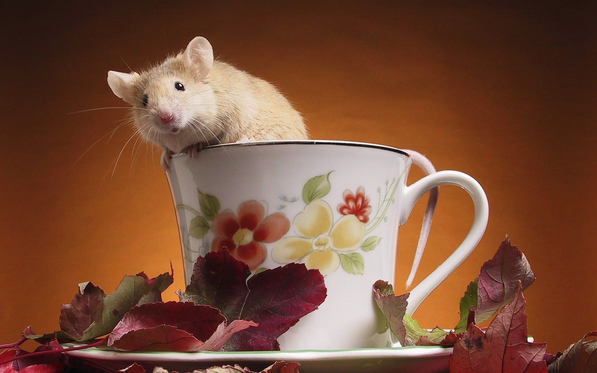 ratón taza flores animales roedores taza bigote