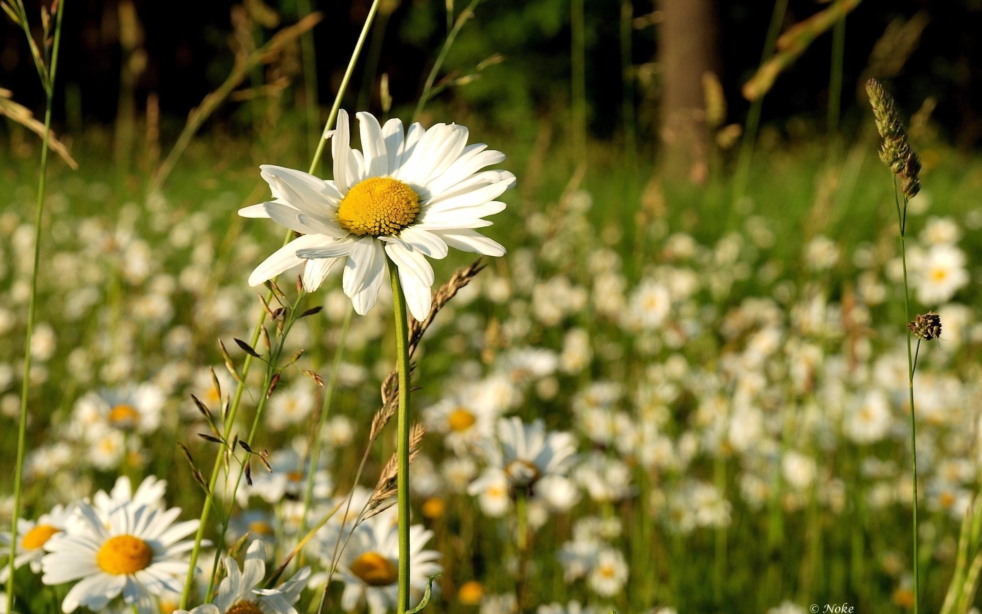 white box flowers spring chamomile macro