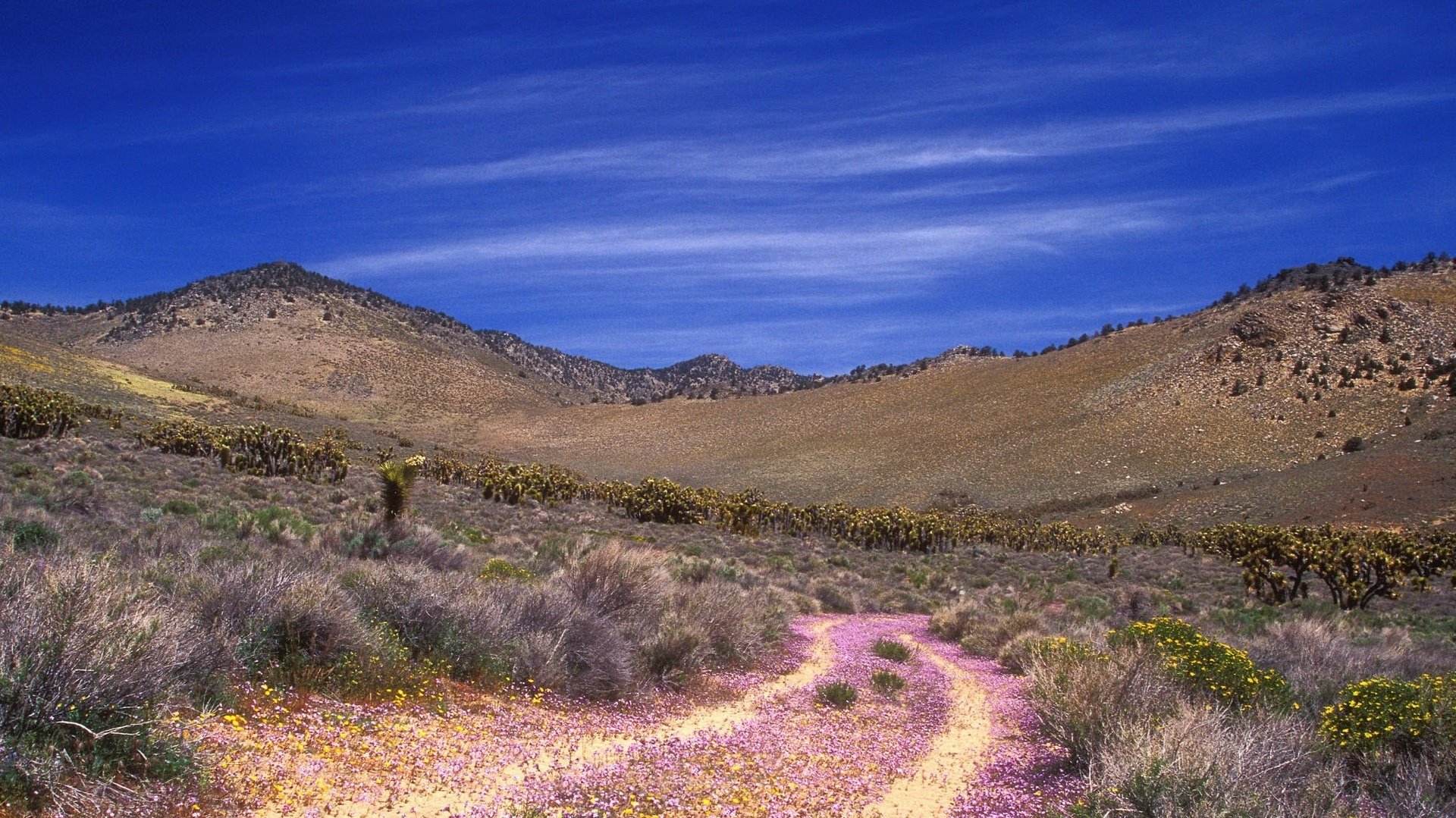 cielo brillante camino rosa desierto cielo montañas agua