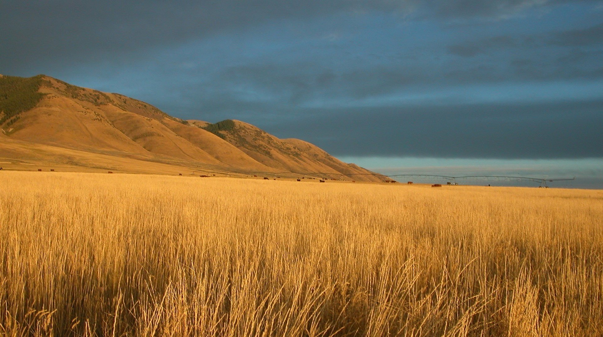 sandberge goldene ährchen farbe feld himmel natur sommer