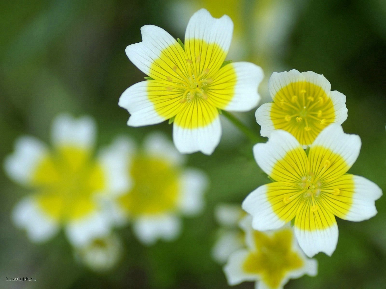 feldblüten gelbe mitte blumen weiße ränder makro