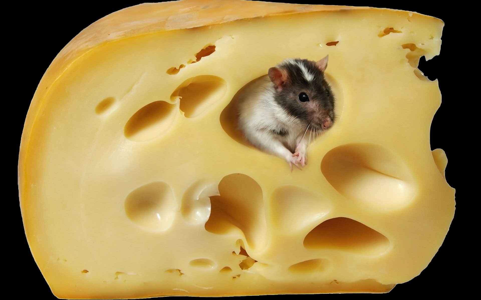 paradis fromage souris animaux rongeurs