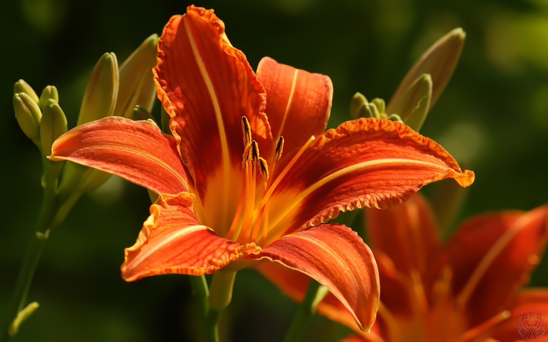 kinder der sonne sattes orange blumen schönheit makro