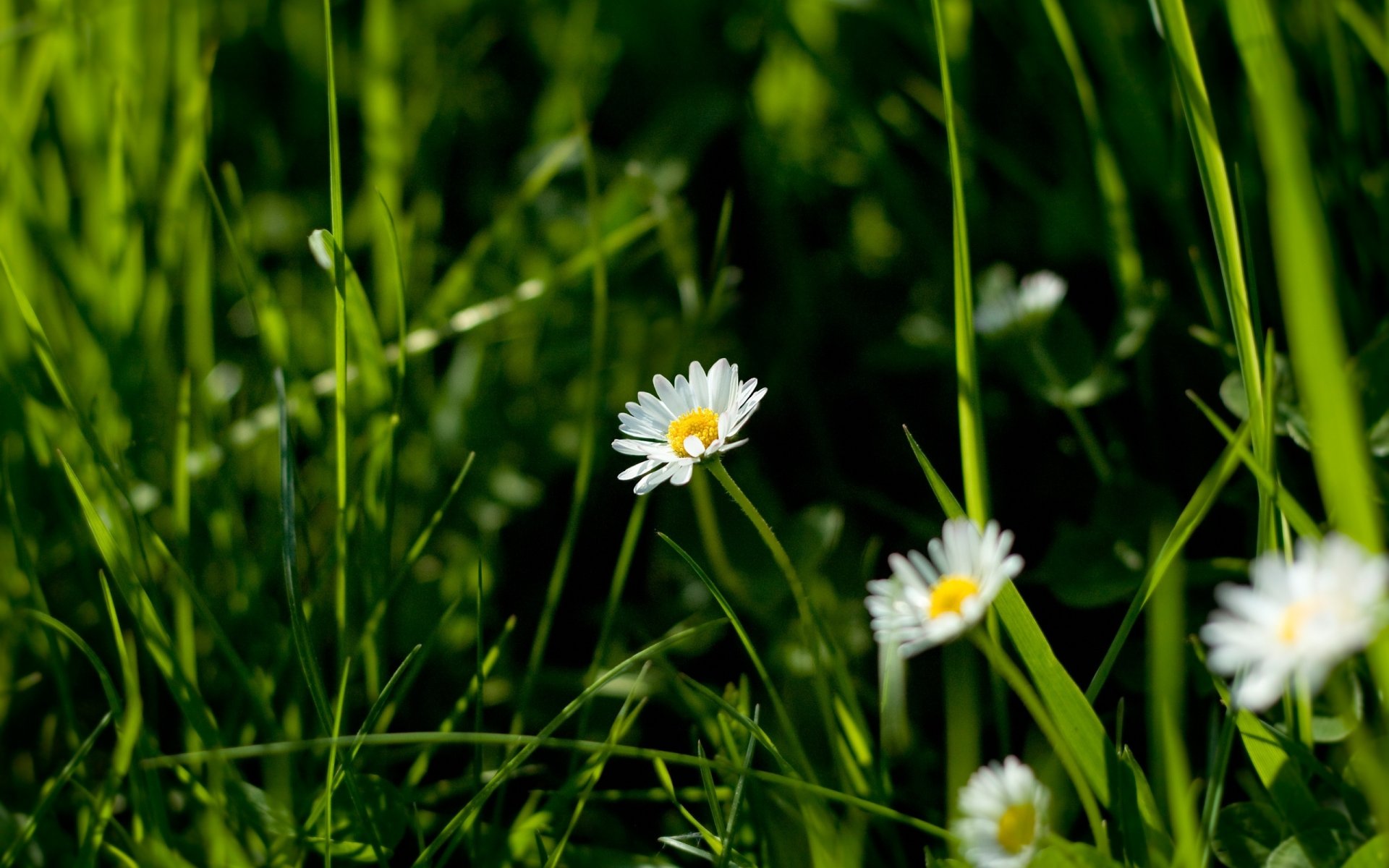 field chamomile flowers clearing green grass macro