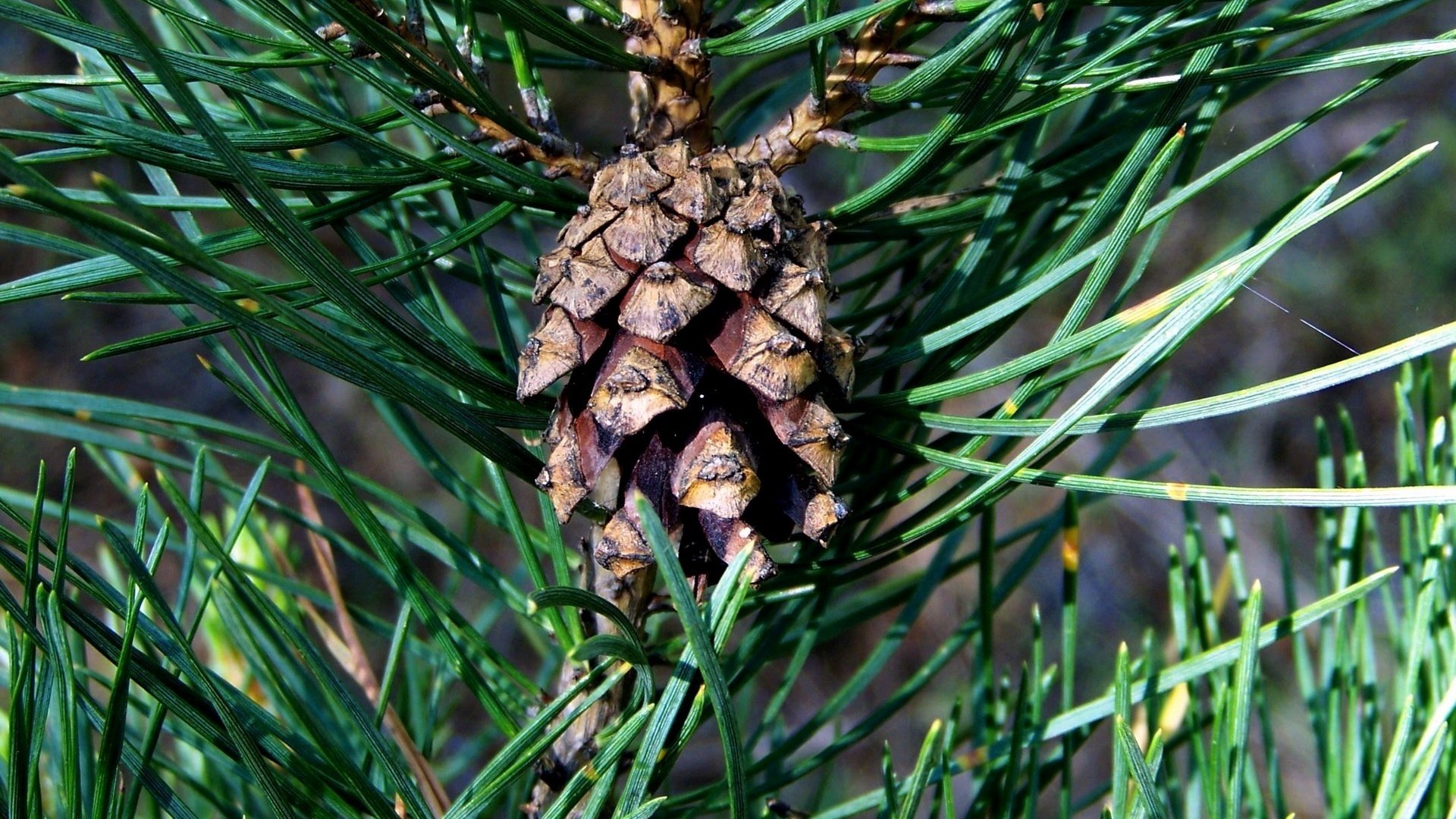 lange grüne nadeln kleine zapfen kiefer wald makro tannenzapfen nadeln nadeln