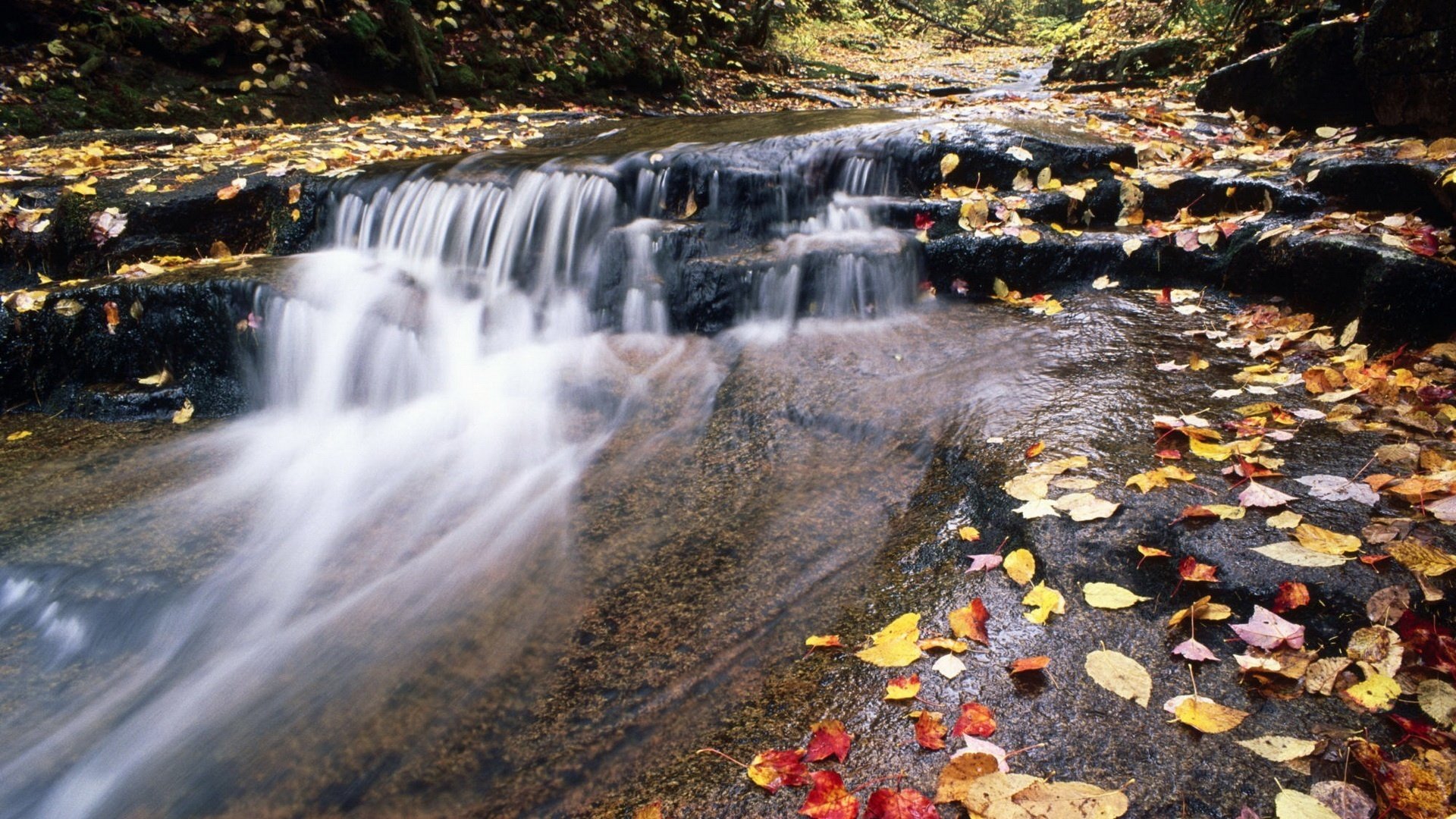 mountain stream foliage autumn stream river for waterfall leaves nature water