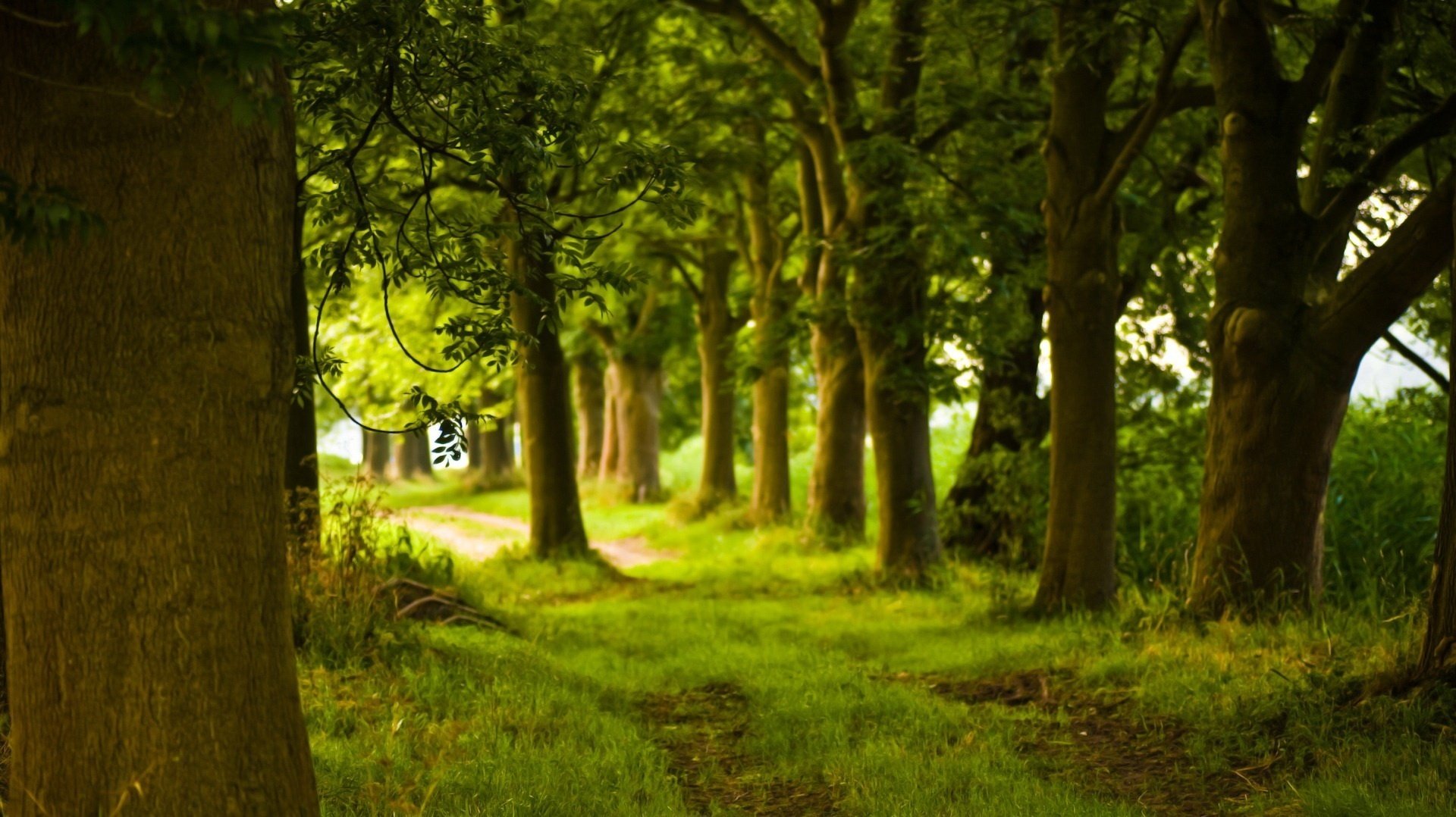 stare drzewa park zielona trawa zieleń las zarośla szlak lato słońce natura krajobraz krzewy trawa