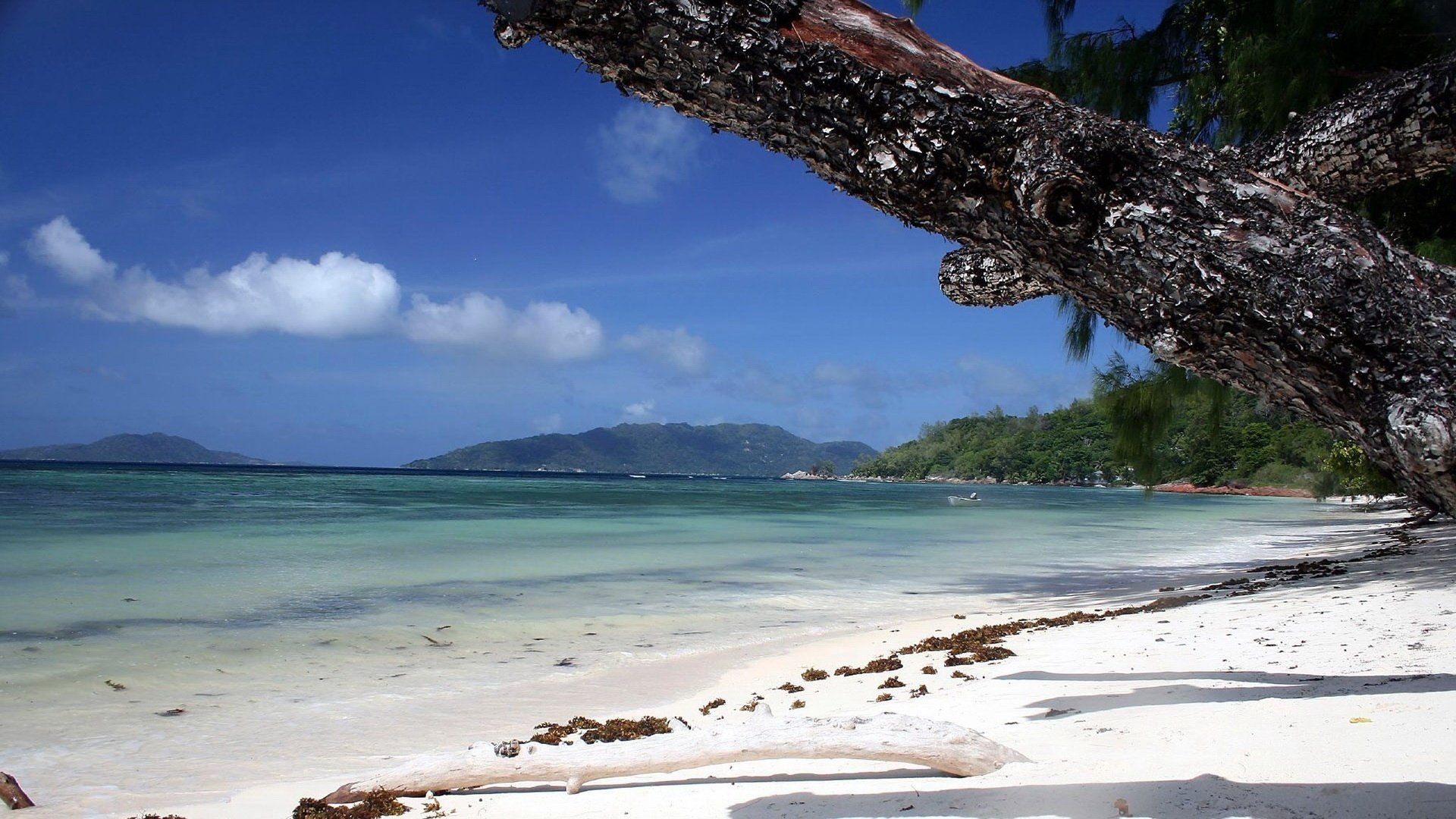 white spots on the bark of a tree shore from the water beach the sky water shore sea clouds surf sand coast mountain