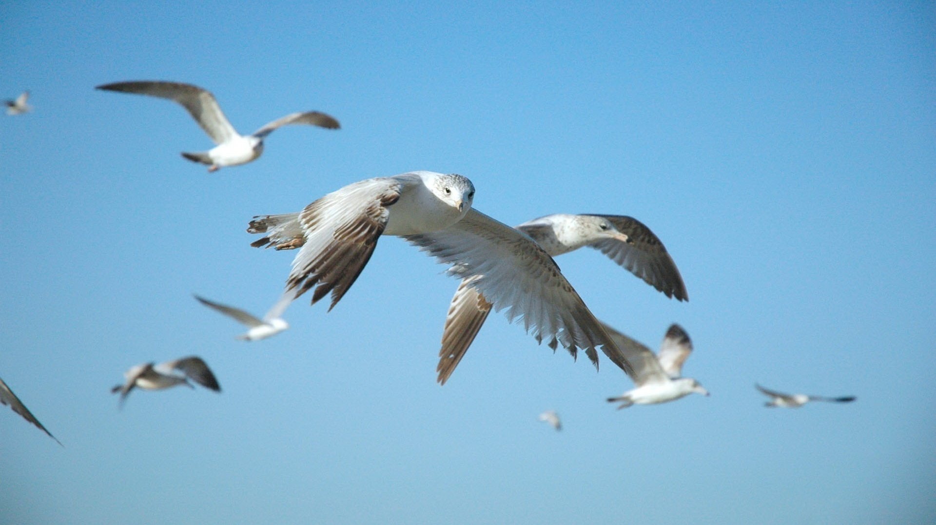 hermoso vuelo cielo aves animales