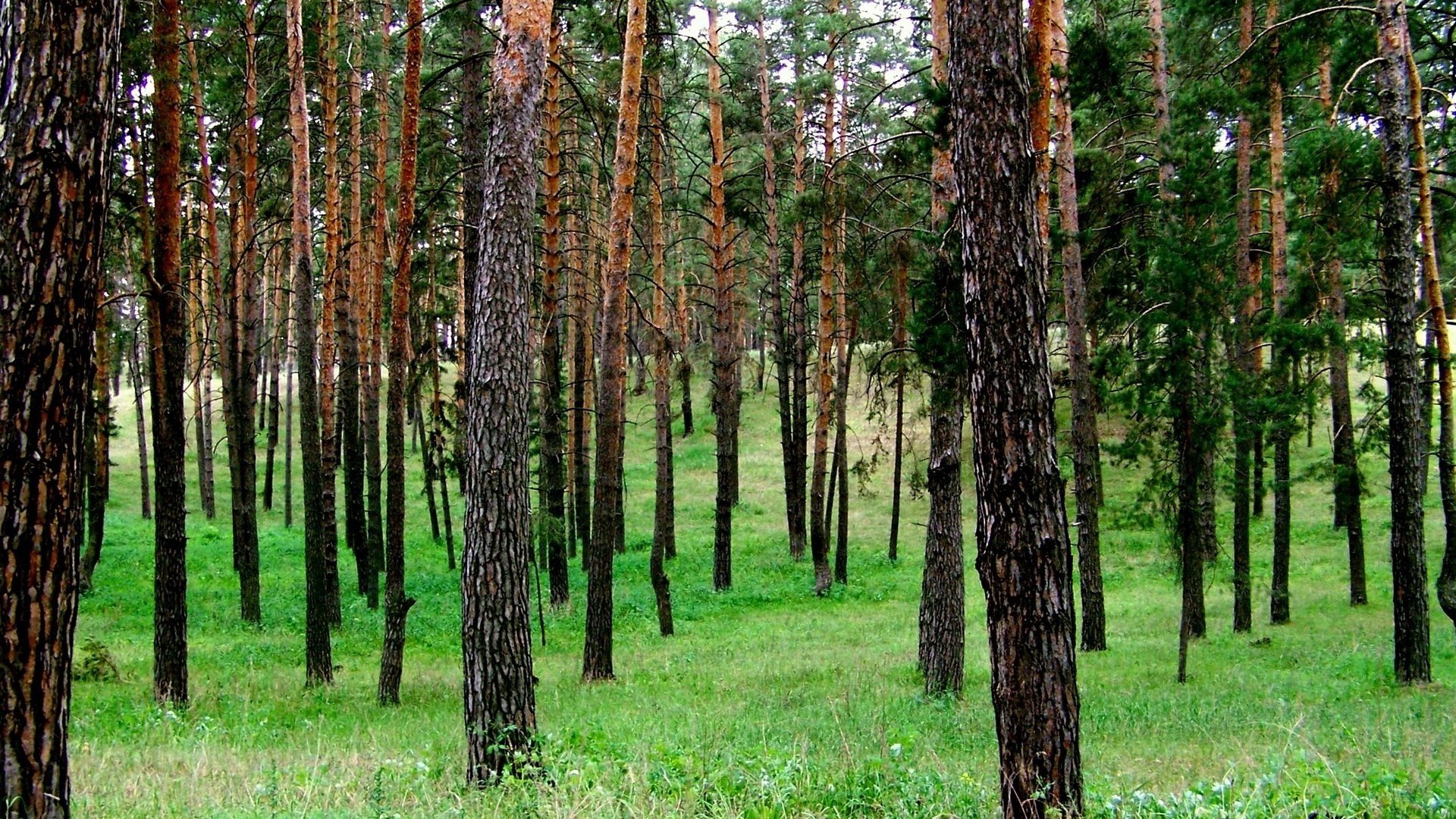 okres letni sosny gaj brzozowy zielona trawa las pnie kora krajobraz