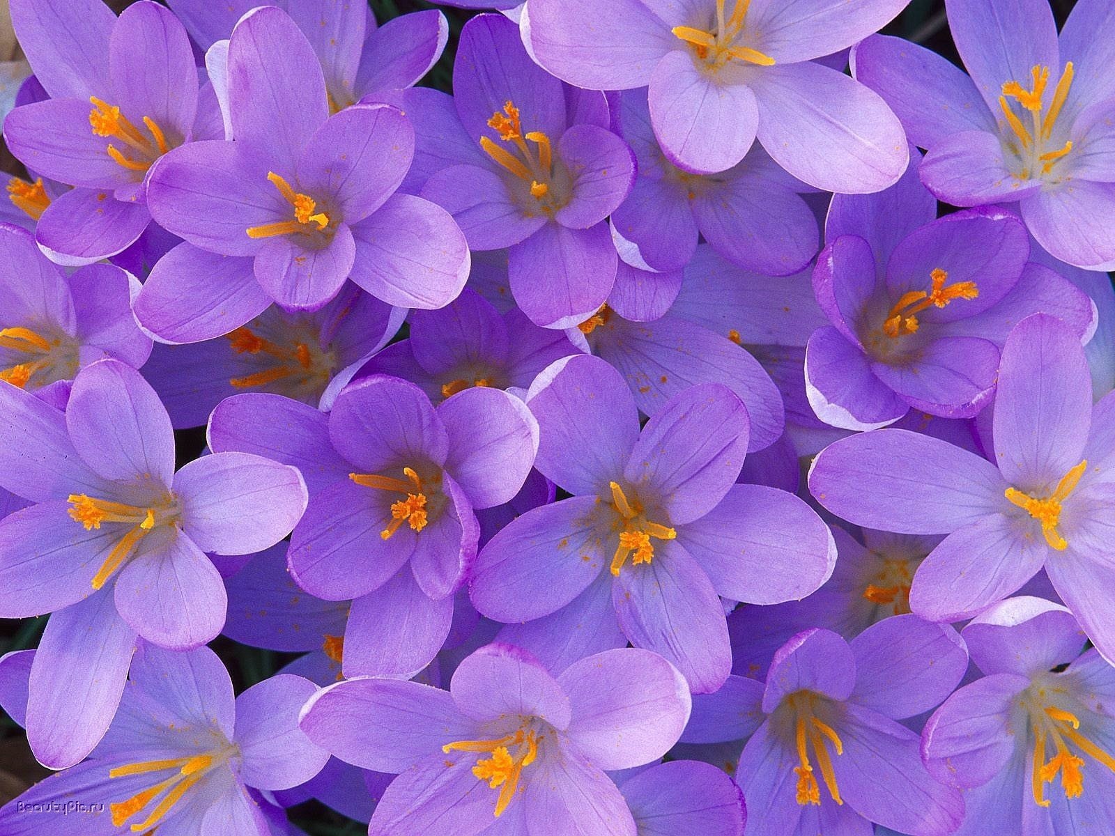 pistilos anaranjados flores campanillas de nieve creaciones púrpuras macro