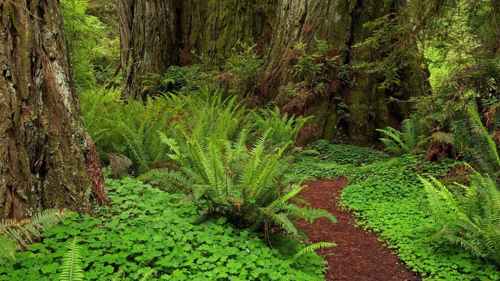 forest path fern the trunks of the trees forest greens leaves needles bark thickets jungle vegetation nature summer tree