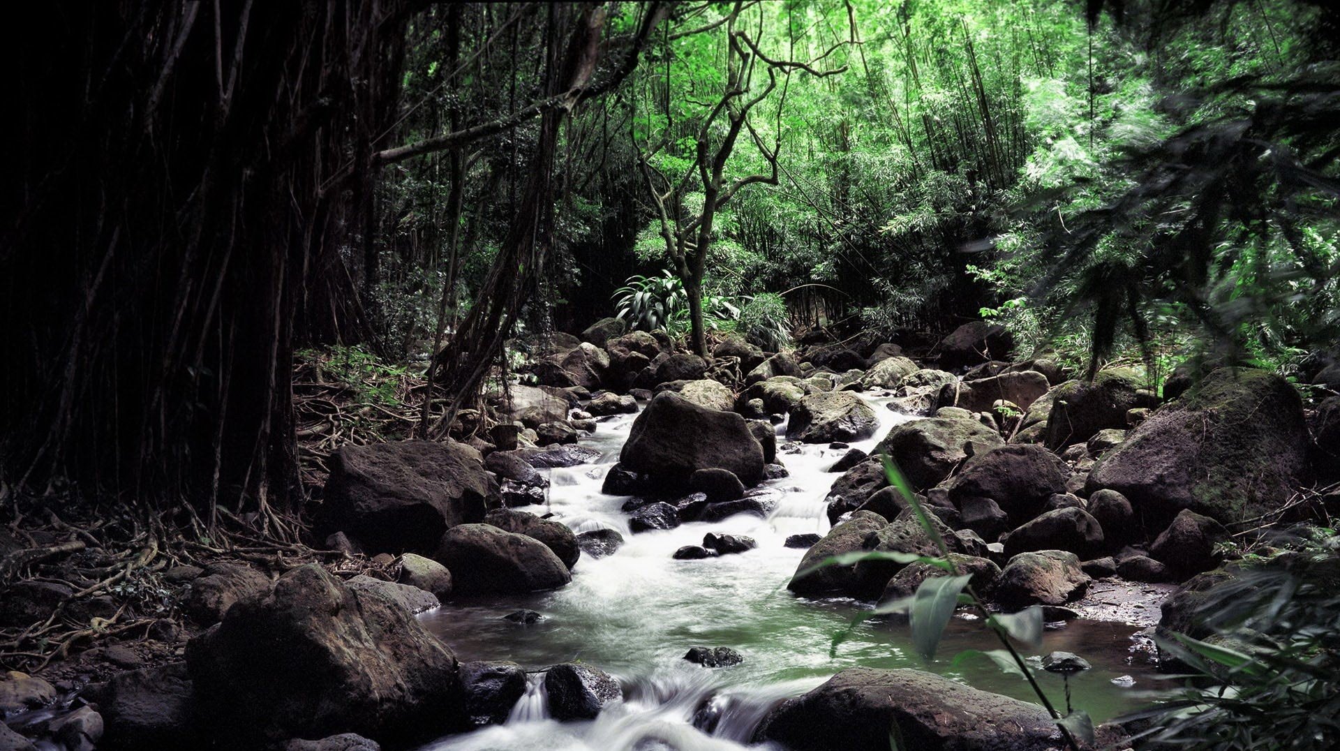 nel profondo della foresta grandi pietre sulla strada ruscello acqua foresta