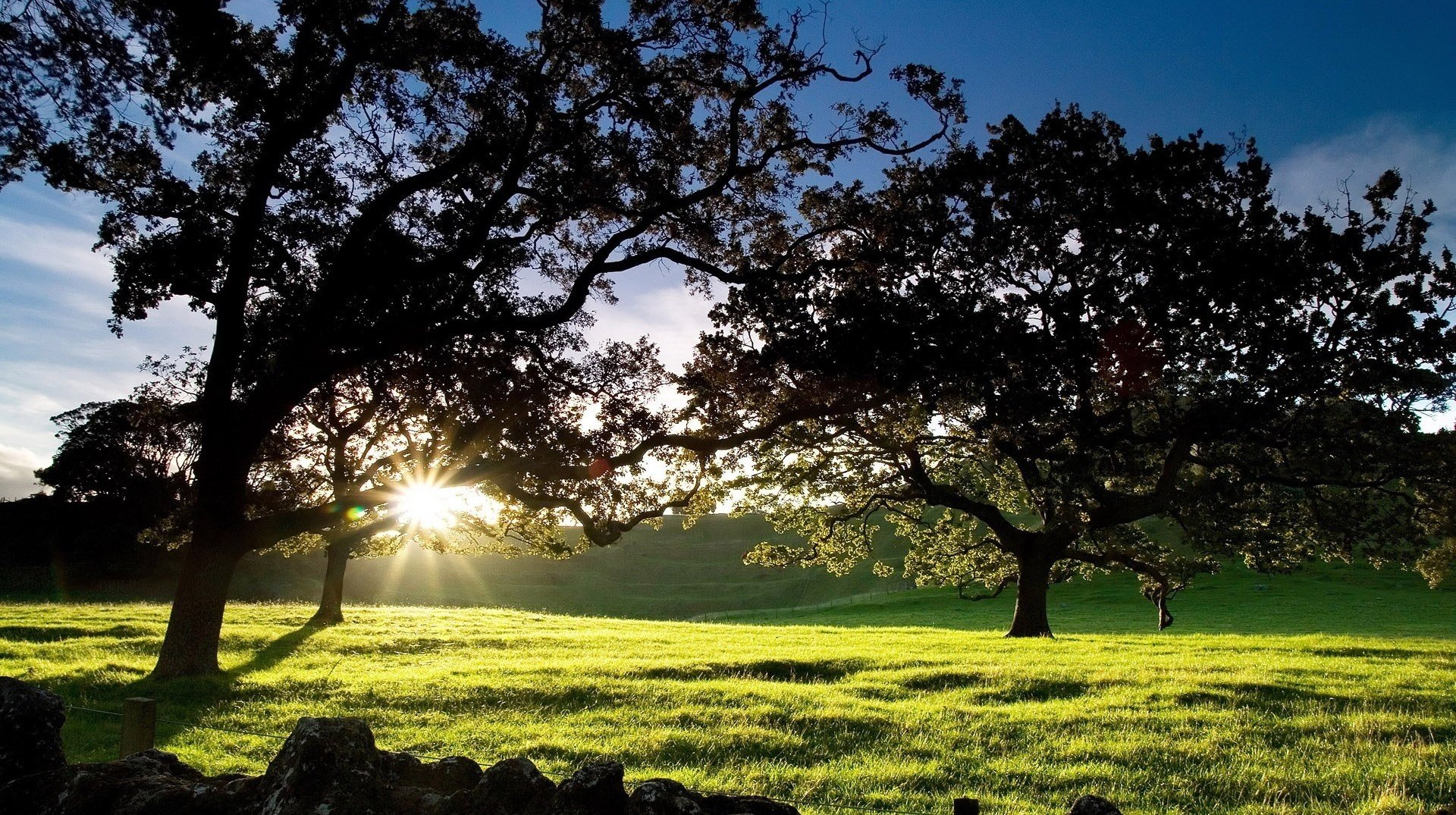 rayos brillantes árboles verdes hierba amanecer sol rayos vegetación campo prado naturaleza árboles