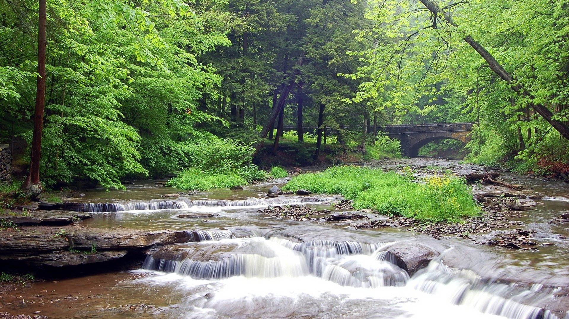 waldwasser schneller bach steinbrücke fluss wald bach dickicht bäume sommer natur gras büsche tag