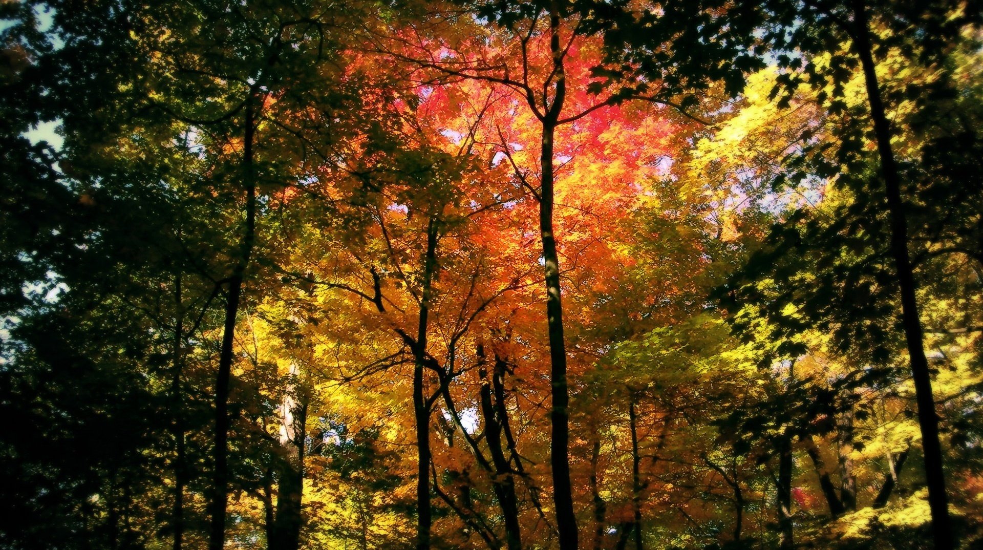 the trunks of the trees autumn leaves autumn forest branche