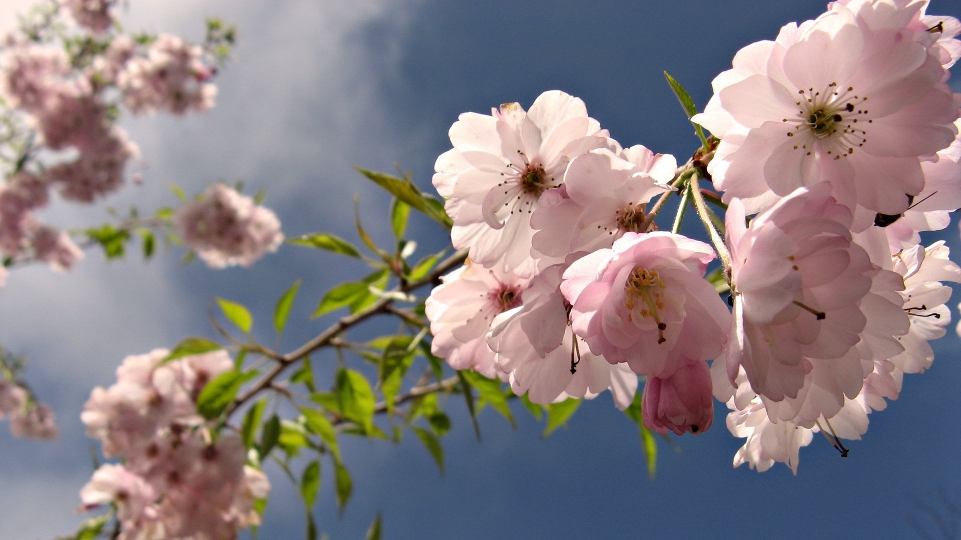 blumen blühender baum zarte blüten helle farbe makro