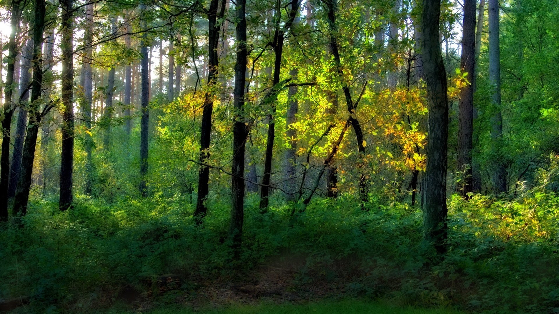 fresh air park greens forest trees the bushes thickets summer