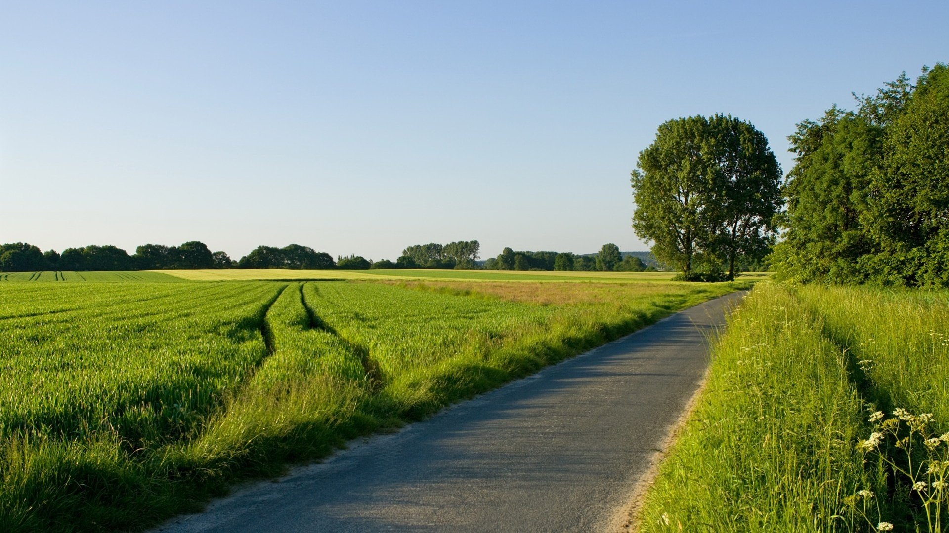 giornata di sole erba alta sentiero verde