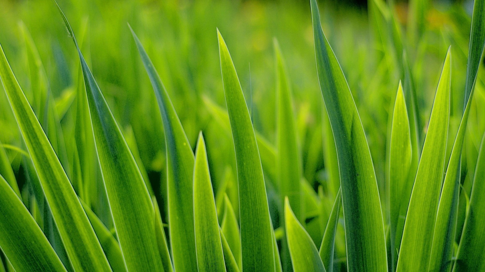 raggiungere il sole erba verde