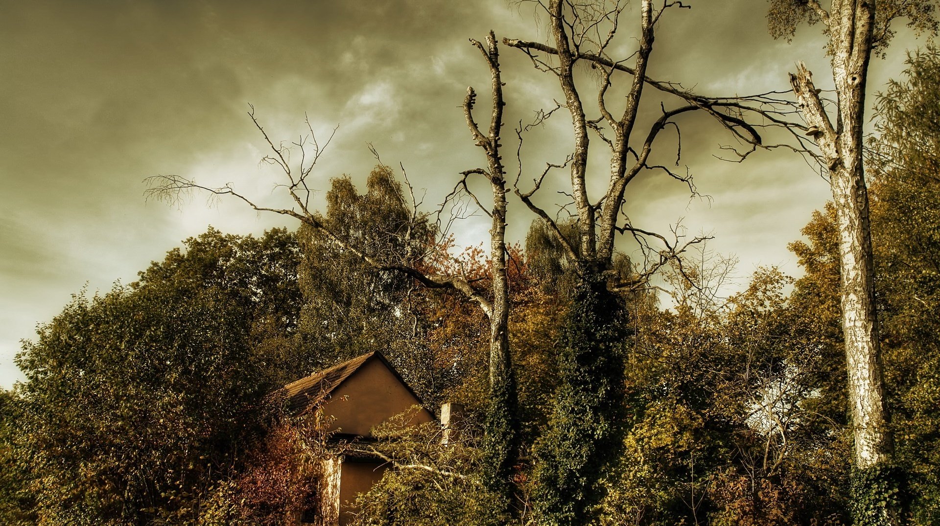 casa en el bosque árboles secos tormenta bosque