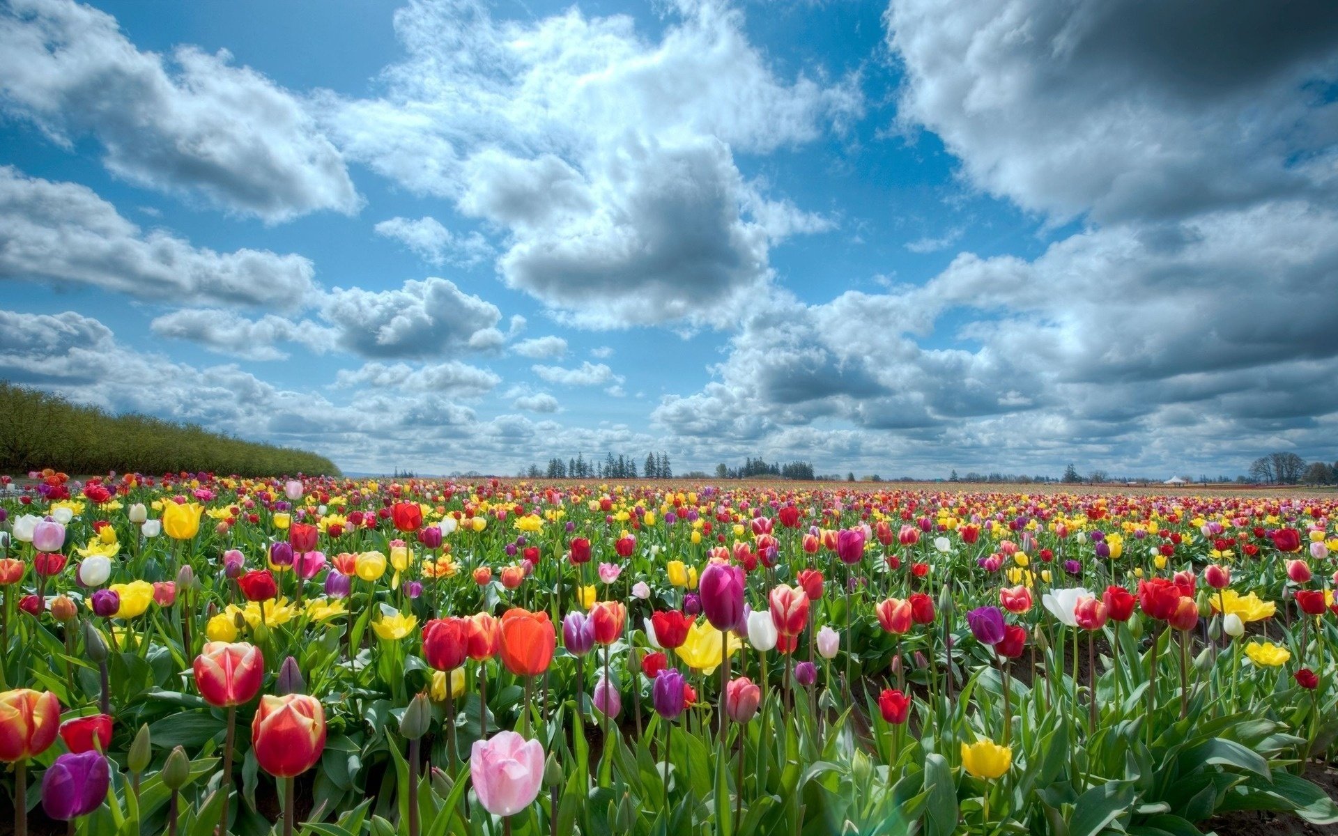 fiori campo di fiori tulipani multicolori nuvole cielo paesaggio natura tulipani primavera simbolo campo