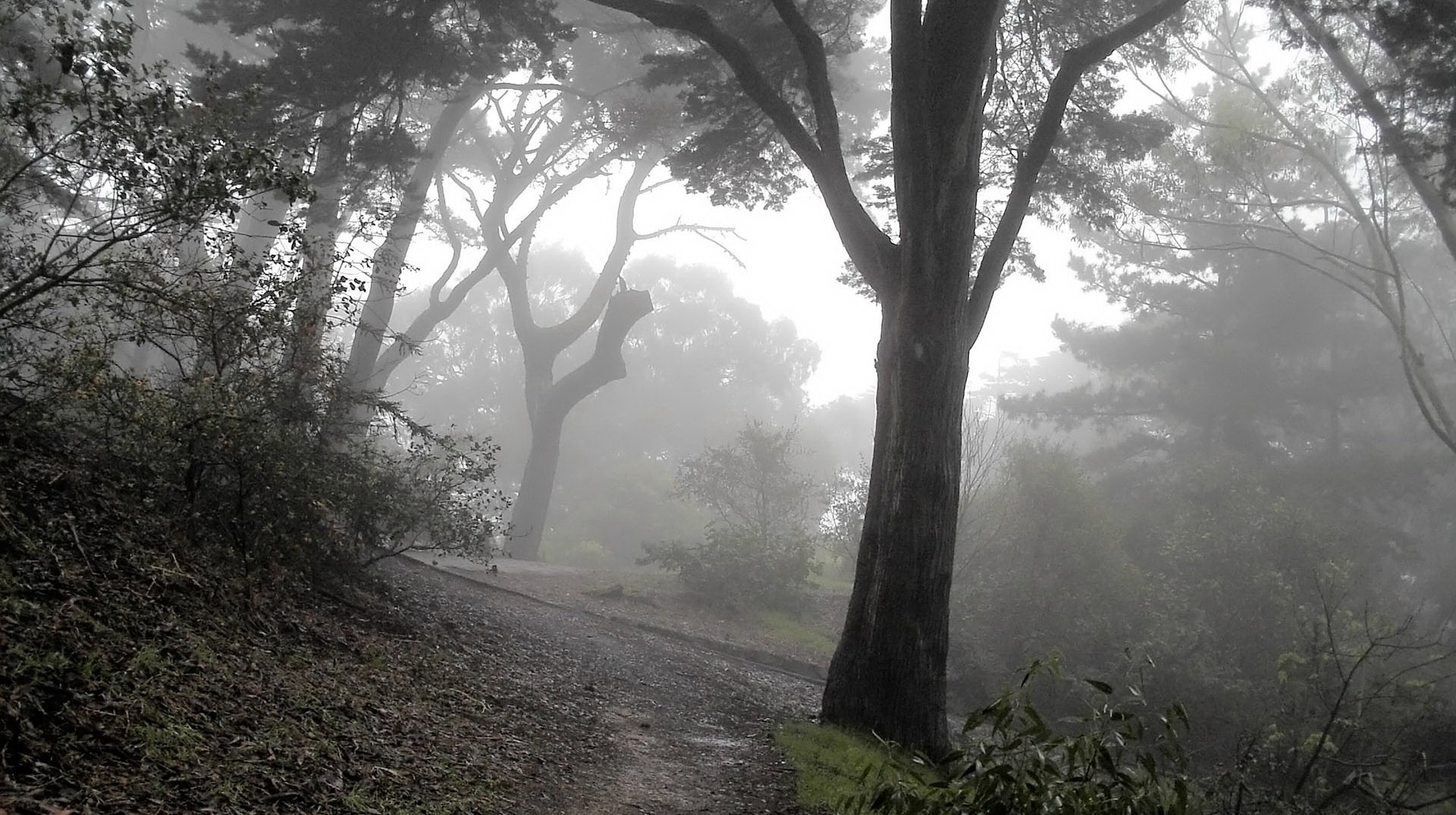 nebel dickicht blätter wald