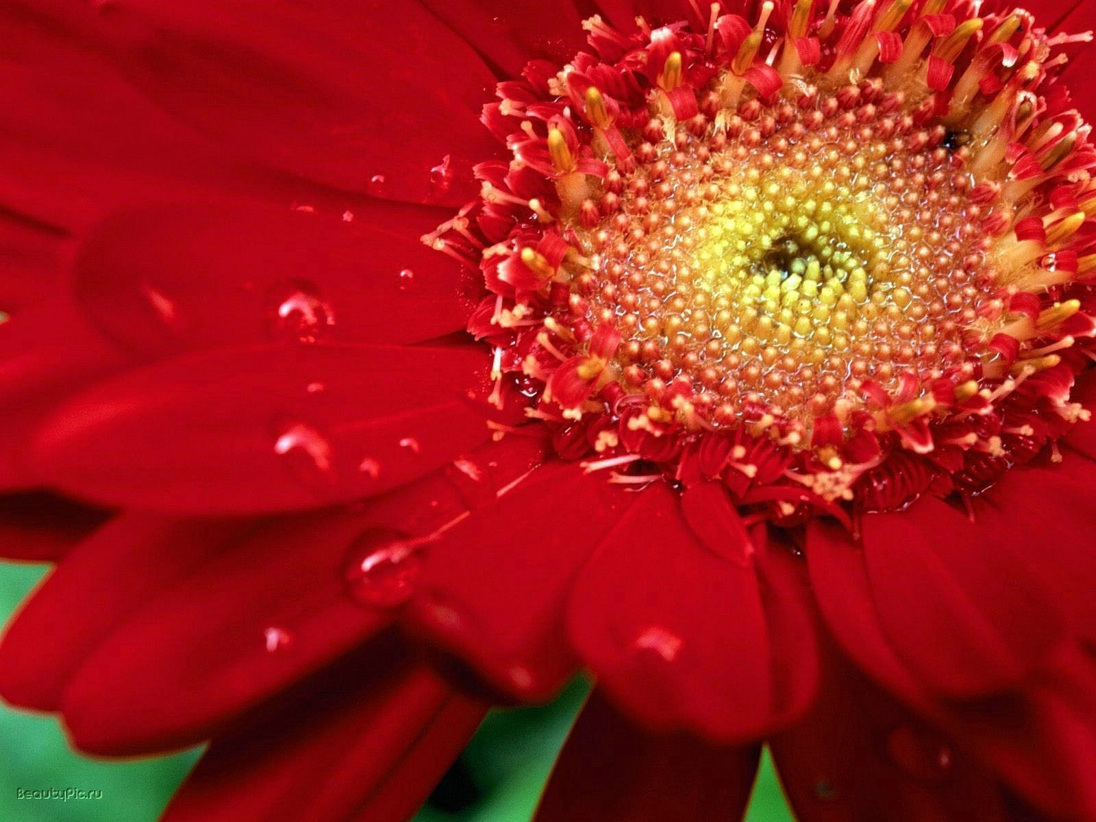 rojo intenso flores crisantemo gotas de agua macro