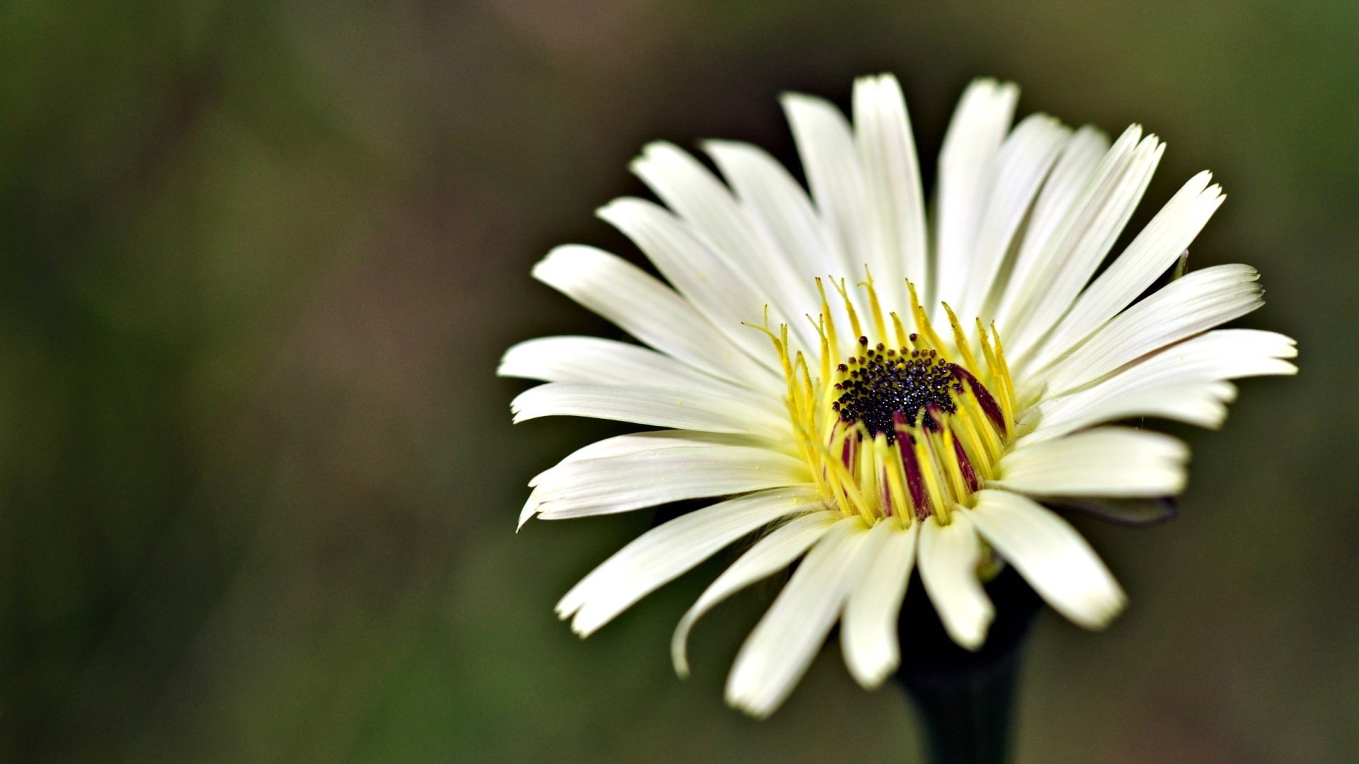 marguerite décorative fils jaunes milieu languissant fleurs pétales fleur gros plan