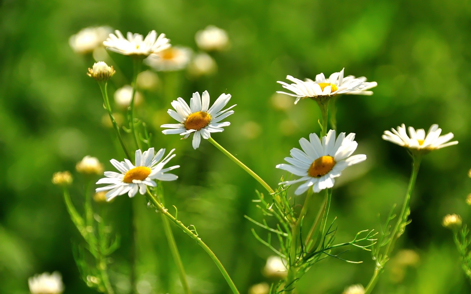 blumen kamillenfeld feld gras makro