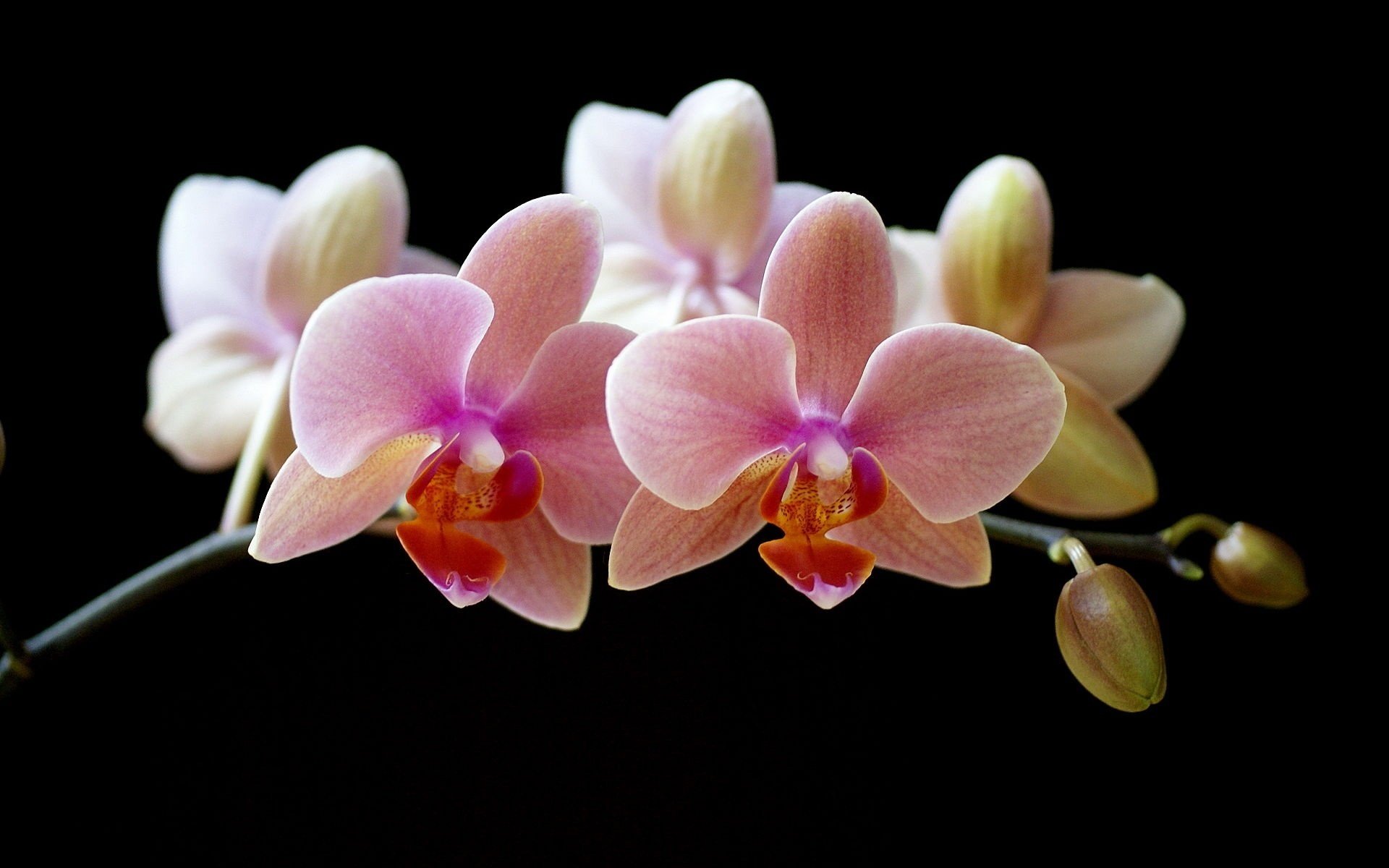 creazione naturale ramoscello di fiori boccioli chiusi fiori macro sfondo nero orchidea