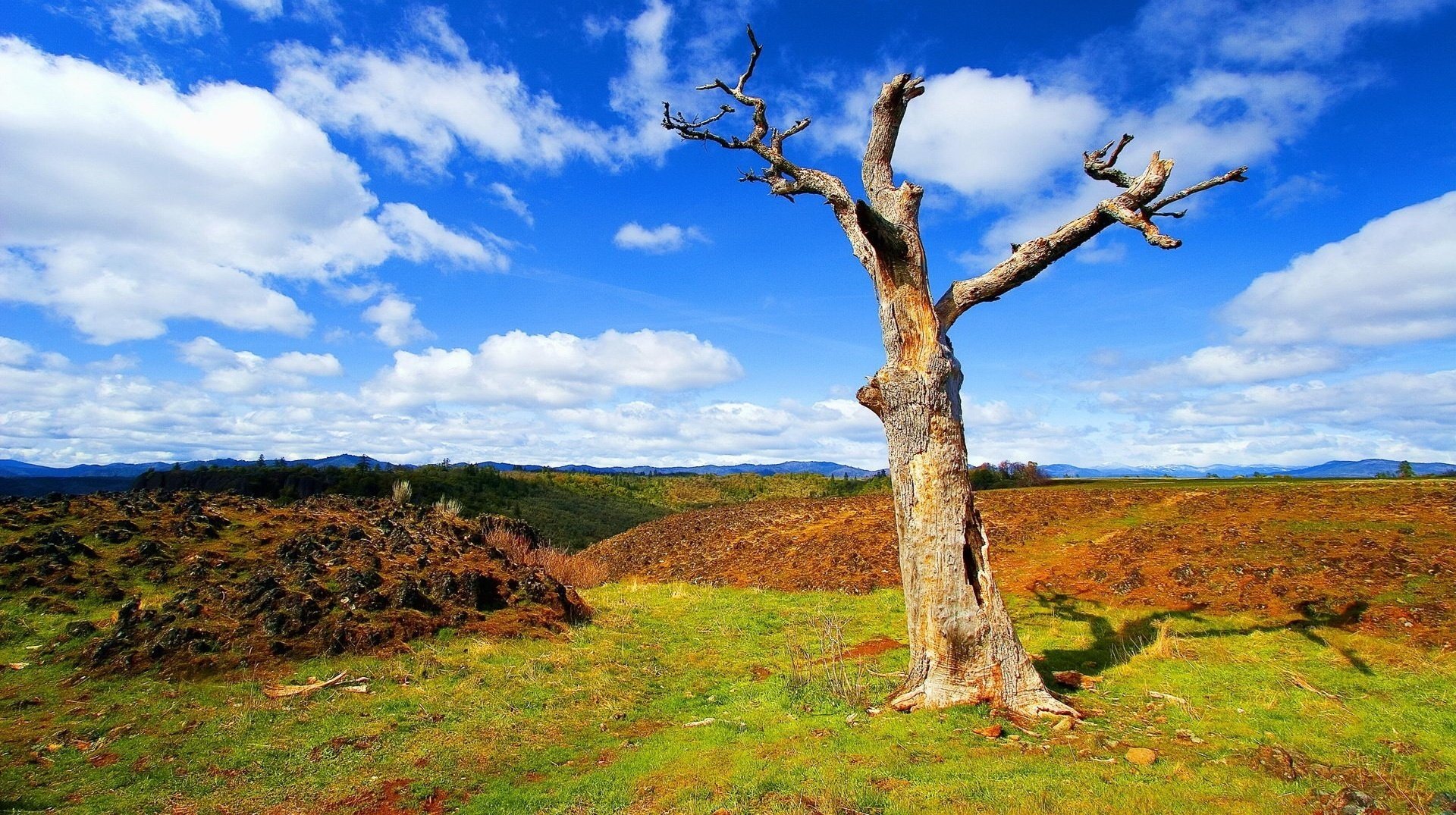 sauberes feld trockener baum himmel himmel wolken stamm treibholz schatten sommer tag sonne wiese natur landschaft hügel relief