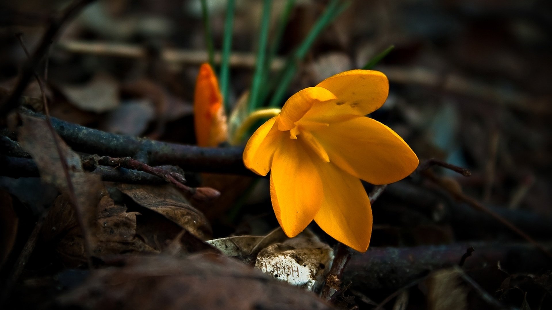 schmeichelhaftes gelände blumen zweige blümchen makro