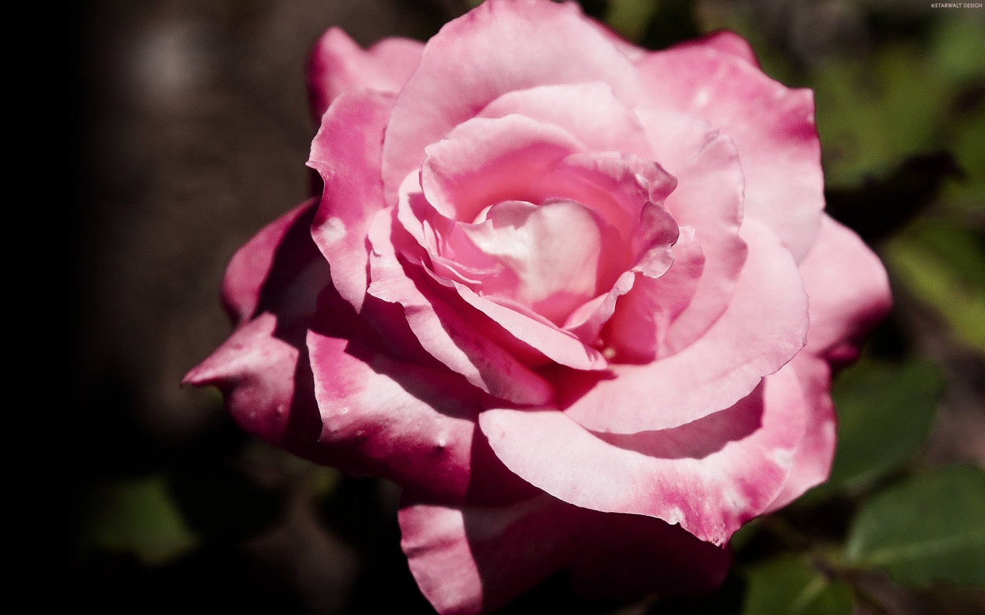 flowers tea rose light pink twisted macro rose