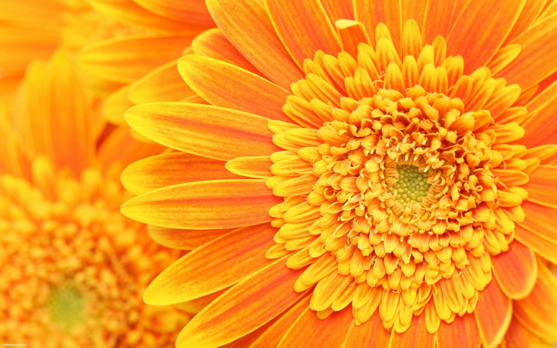 beauté orange fleurs chrysanthème lumière gros plan