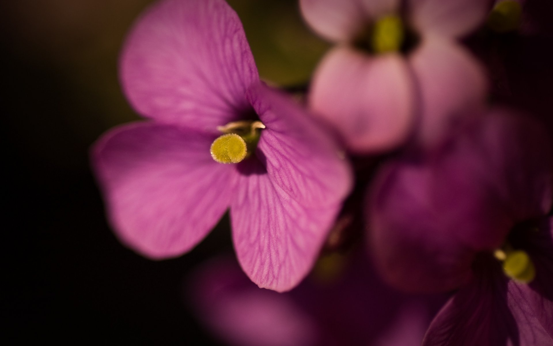 vetas de pétalos flores color intenso lila flores macro