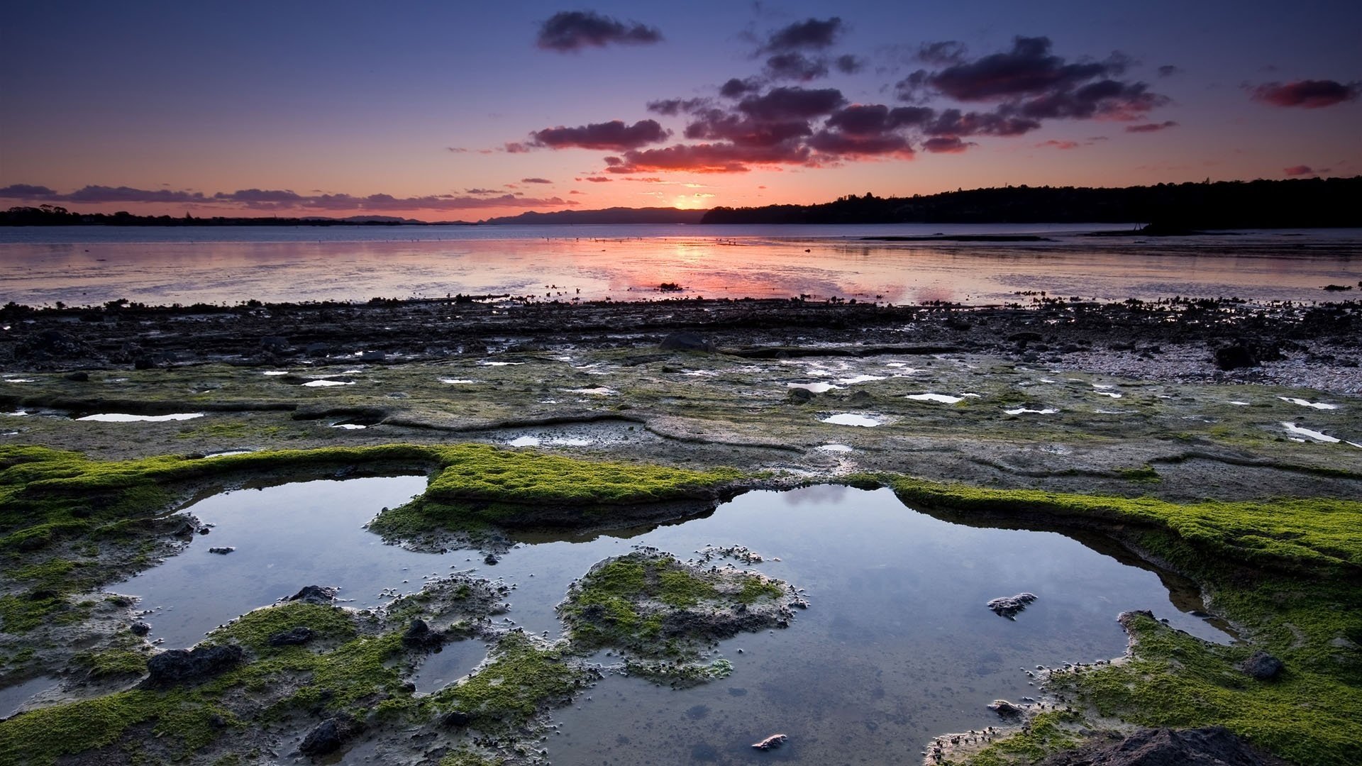 broussailles vertes marais lac coucher de soleil eau ciel