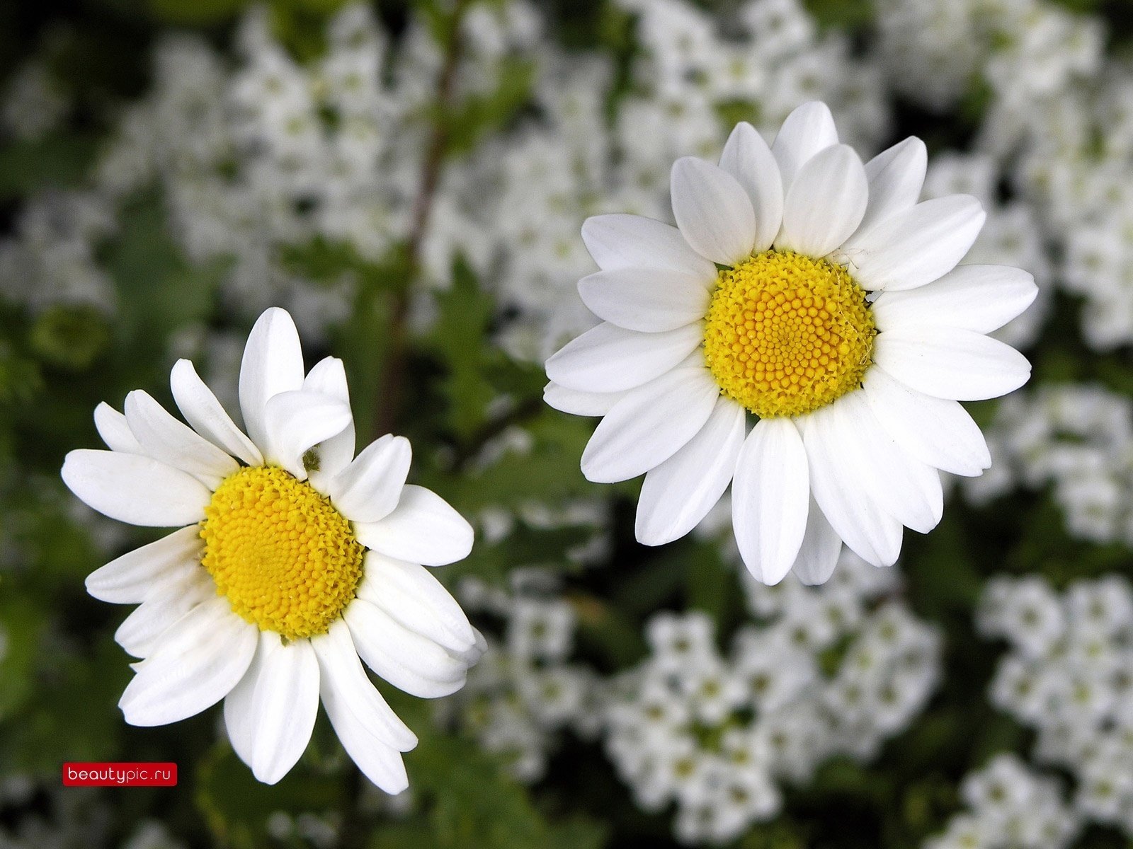 brindilles d arbres fleurs fleurs blanches marguerites gros plan