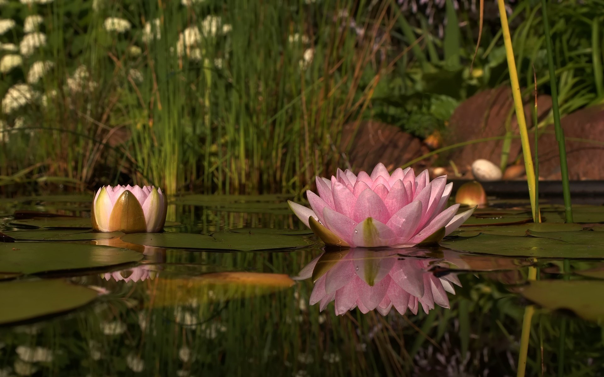 wasserschönheit zartes rosa blumen lilie natur see blume wasserlilie seerose rosa