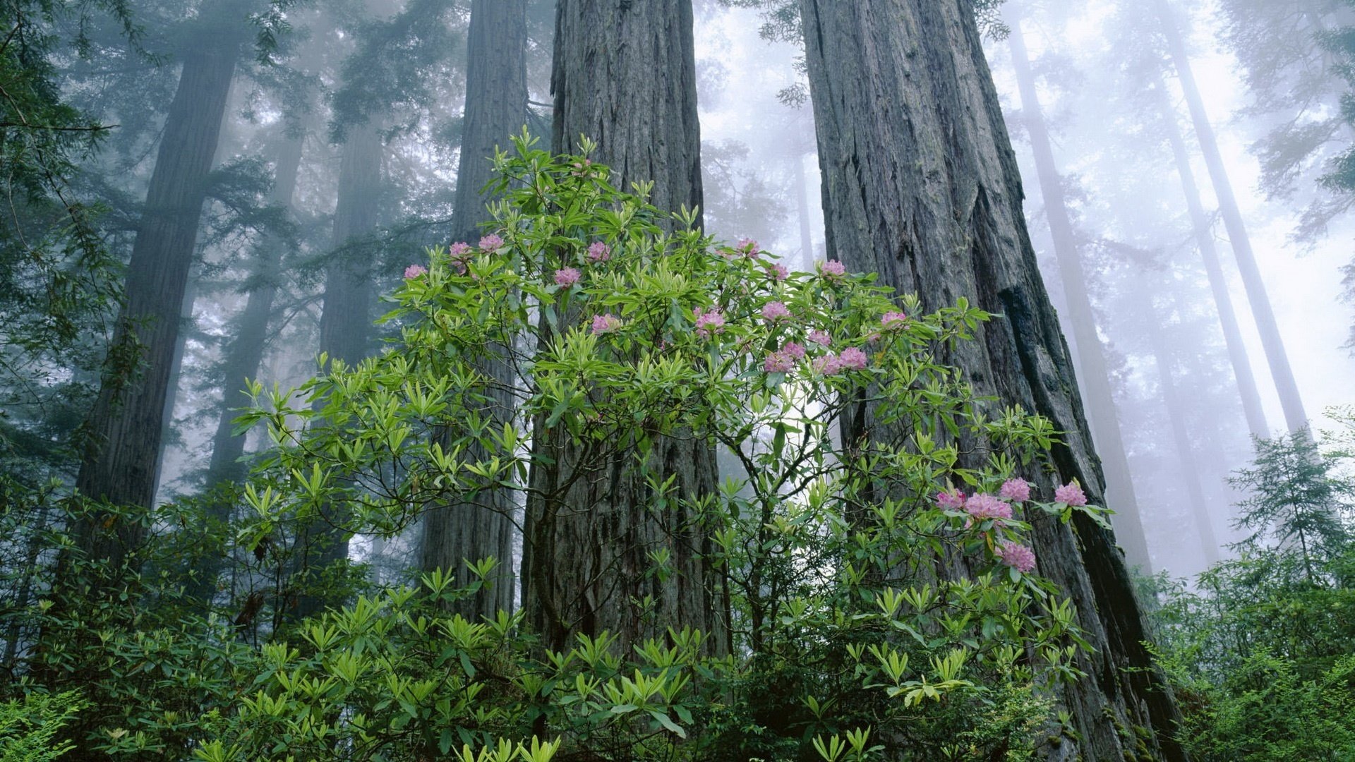 baumrinde fliederbusch blumen wald wald dickicht nebel